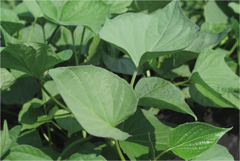 سیب زمینی شیرین